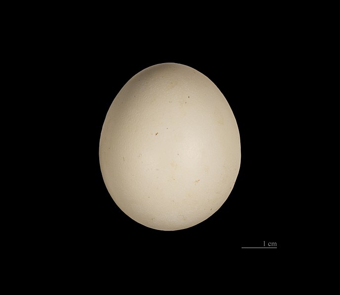 File:Lophura diardi MHNT.jpg