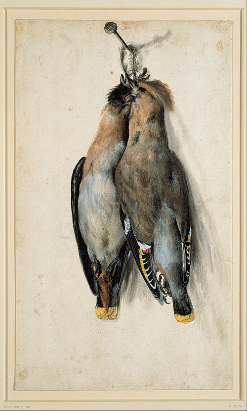 Two Dead Bohemian Waxwings by Lucas Cranach the elder, ca. 1530