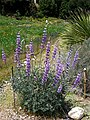 Lupinus longifolius 1 (3462159126).jpg