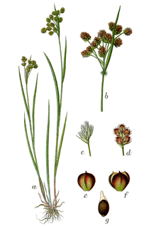 <i>Luzula pallescens</i> Species of flowering plant in the rush family Juncaceae