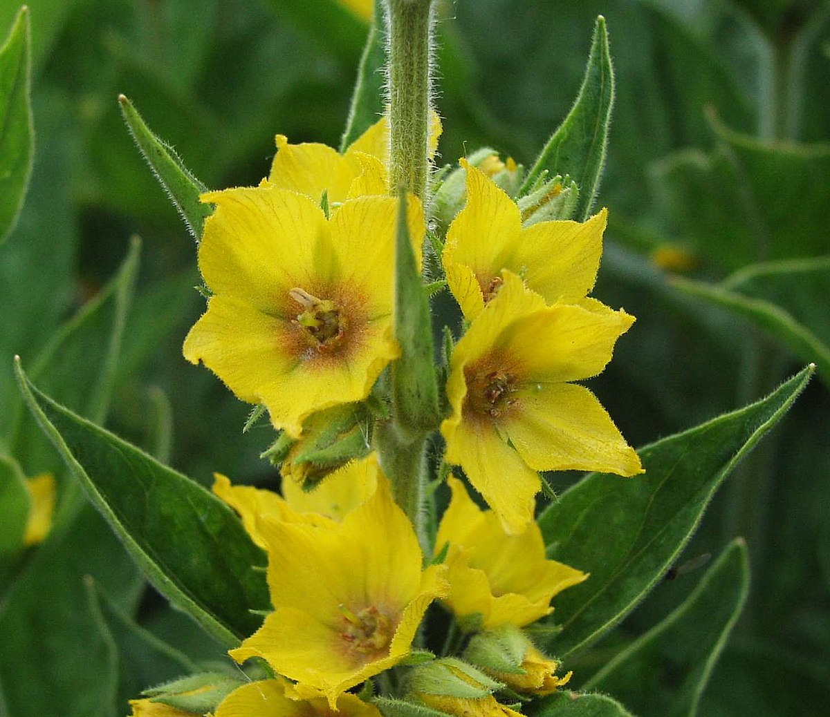 of parts flower Lysimachia punctata Wikipedia