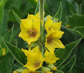 <i>Lysimachia punctata</i> Species of flowering plant in the primrose family Primulaceae