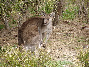 Eastern gray giant kangaroo