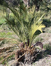 Macrozamia fraseri با cones.jpg