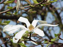 Magnolia: Descrição, Taxonomia, Referências