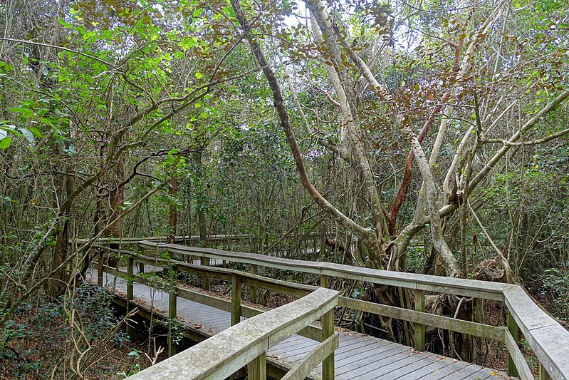 File:Mahogany Hammock Trail - Everglades National Park - DSC09420.jpg