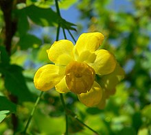 Mahonia fremontii 3.jpg