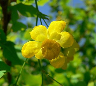 <i>Mahonia fremontii</i> species of plant