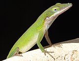 Anolis: About 45 species from Cuba, Hispaniola, Bahamas, Little Cayman and southeastern United States (shown: Anolis porcatus)