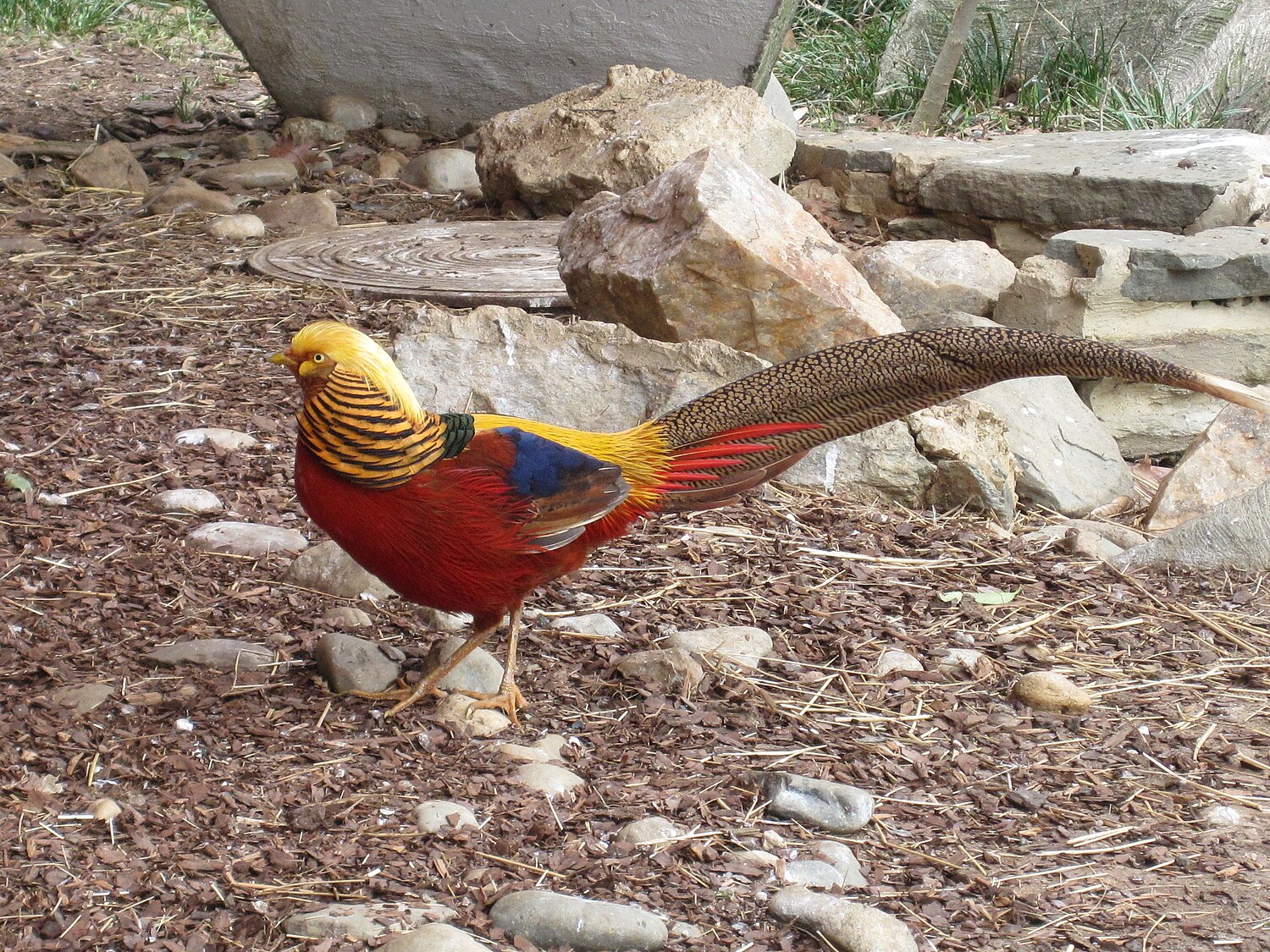 Golden Pheasant Bird Facts (Chrysolophus pictus)