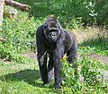* Nomination Male Western lowland gorilla (Gorilla gorilla gorilla) in Apenheul Primate Park in Apeldorn (Netherlands) --Tuxyso 16:28, 3 August 2023 (UTC) * Promotion  Support Good quality. --Jakubhal 18:35, 3 August 2023 (UTC)