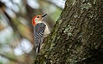 Thumbnail for File:Male Red-Bellied Woodpecker - Flickr - John Brighenti.jpg