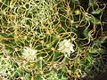 Mammillaria camptotricha var. crispata 6.JPG
