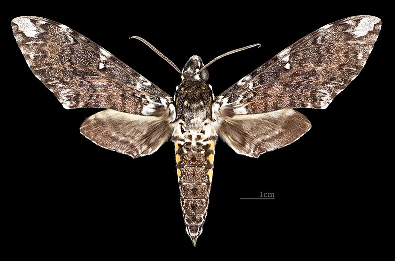 File:Manduca dalica dalica MHNT CUT 2010 0 456 Guyane Française - Coralie PK3.973 - Male dorsal.jpg