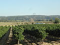 Vigne à Manosque, quartier des Quintrands