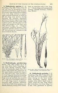 <i>Muhlenbergia appressa</i> species of plant