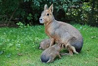 Mara et ses petits.