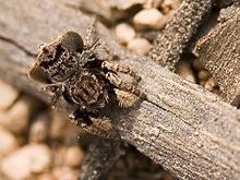 Maratus vespertilio.jpg