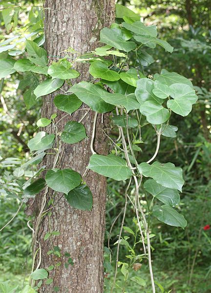 File:Marsdenia tomentosa s3.jpg