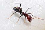 A black ant with a reddish head and orange tips to its legs.