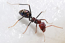 Ένα μυρμήγκι (Iridomyrmex purpureus) τρέφεται με μέλι