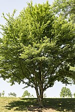 Thumbnail for File:Medal of Honor Trees at Arlington National Cemetery, Arlington, Virginia, June 18, 2024 - 22.jpg