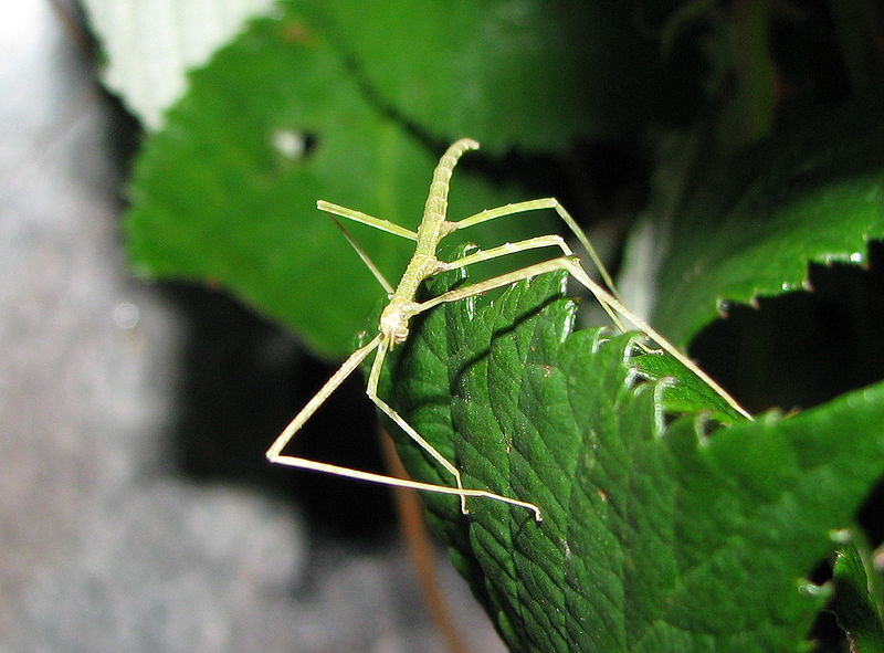 File:Medauroidea extradentata - nymph.jpg