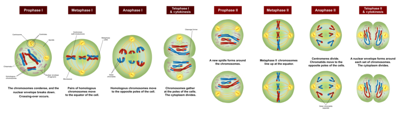 File:Meiosis Stages.png