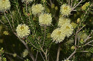 <i>Melaleuca pustulata</i> Species of flowering plant