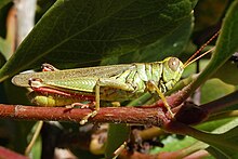 Yarrow's grasshopper, Melanoplus yarrowii Melanoplus yarrowii-Male-2.jpg