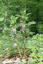 Miniatura para Melittis melissophyllum