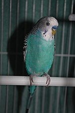 Thumbnail for Blue budgerigar mutation