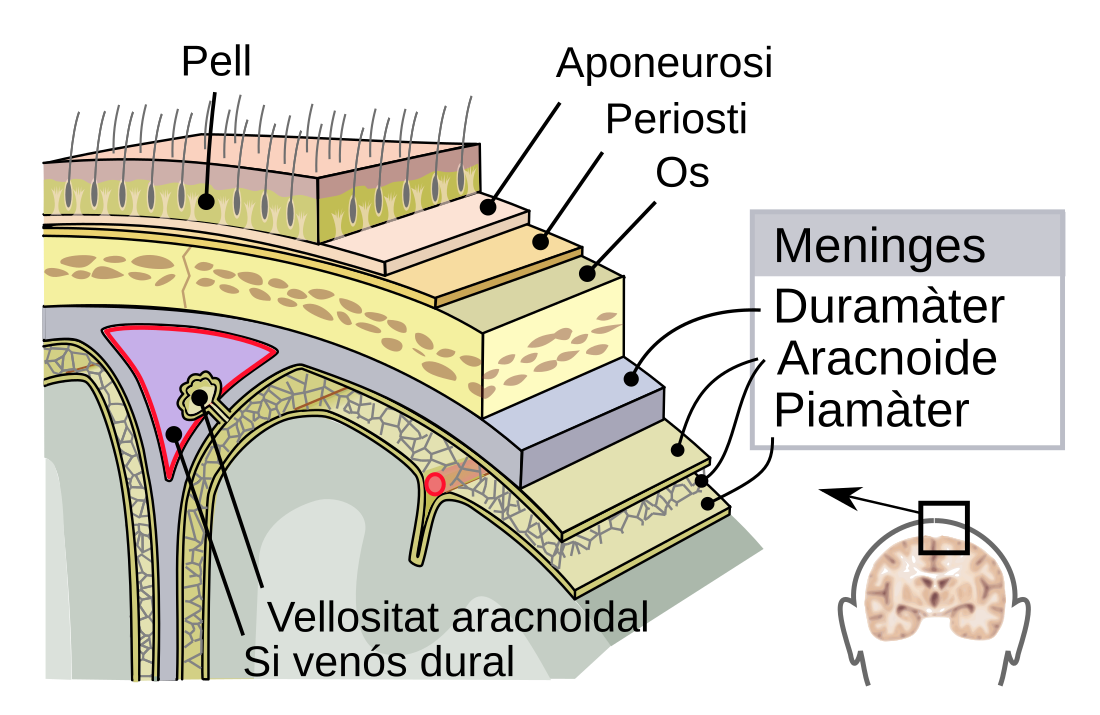 Duramàter