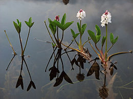 Trilapis puplaiškis (Menyanthes trifoliata)