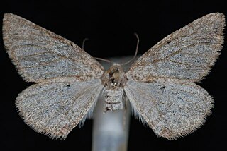 <i>Meris</i> Genus of moths