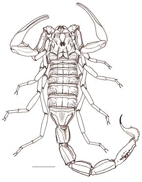 Descrierea imaginii Mesobuthus longichelus female.jpg.
