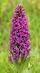 Mg-+k d1002018 Dactylorhiza purpurella.jpg