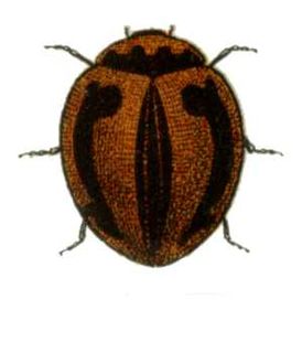 <i>Micraspis frenata</i> Species of beetle