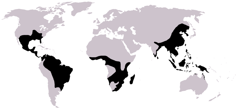 File:Microhylidae map-1-.png