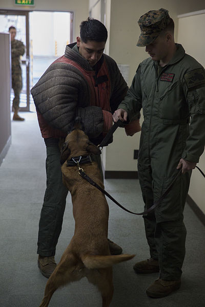 File:Military working dogs benefit military police 150112-M-KE800-041.jpg