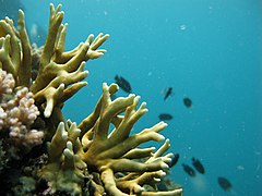 Millepora tenera na Gran Barreira de Coral