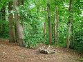 Millpond Wood in Sevenoaks.