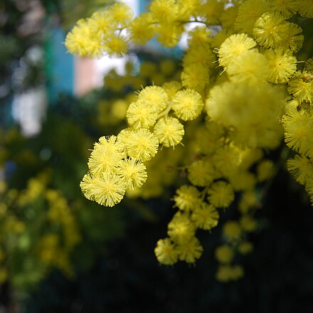 Какой цветок мимоза. Мимоза Acacia dealbata. Акация серебристая Мимоза. Китайская Мимоза дерево. Мимоза растет.