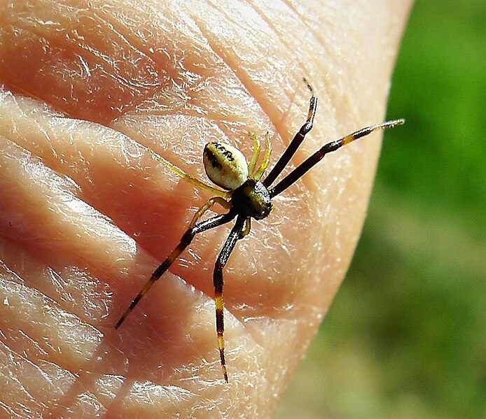 File:Misumena vatia male (31030284597).jpg