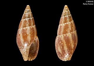<i>Mitrella dichroa</i> Species of gastropod
