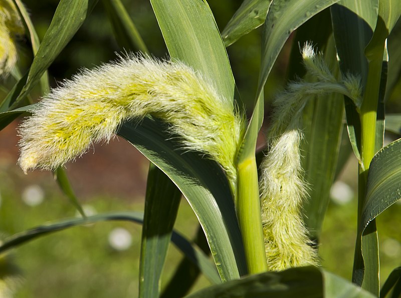 File:Moha (Setaria italica), jardín botánico de Tallinn, Estonia, 2012-08-13, DD 01.JPG