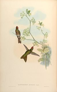 <span class="mw-page-title-main">Rufous-capped thornbill</span> Species of hummingbird