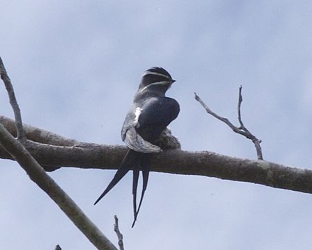 Lelayang pokok bermisai (burung)