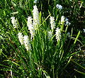 Muscari botryoides cv. Album.JPG