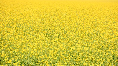 Mustard Fields.jpg